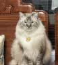 多特思猫零食猫条200支混合口味0肉粉0诱食剂猫咪鱼油罐头湿粮 实拍图
