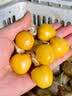 京觅东北姑娘果 净重4.5斤装 灯笼果黄菇娘洋菇茑 新鲜水果 源头直发 实拍图
