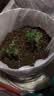 德沃多蔬菜专用营养土50L园艺种菜土壤盆栽果蔬养花土种植基质土 实拍图