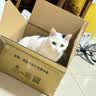 维他奶维他苹果绿茶果味饮料250ml*24盒 整箱装 囤货必备 实拍图