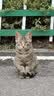 网易严选宠爱相伴全价猫粮 实惠宠物主粮成幼猫爱心公益 美毛护肠胃 1.8kg 实拍图
