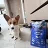 LEGENDSANDY蓝氏狗粮真鲜乳鸽中小型犬生骨肉冻干鲜肉犬粮250g 实拍图