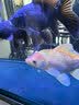 仟湖鱼缸杀菌灯紫外线消毒器除藻潜水灭菌水族鱼池净水专用三代 7W 实拍图