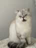 亿迪 猫粮幼猫成猫无谷低敏全价蓝猫布偶国产全阶段4斤1-4月4斤 实拍图
