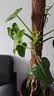 花翁鸿运当头盆栽室内花卉鲜花办公室客厅桌面摆件绿植物大花源头直发 实拍图