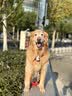 爱犬岛美国进口宠物香波NO.10月见草油宠物通用浴液1000ML 实拍图