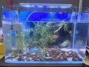 金利佳（Jeneca） 鱼缸专用背景纸水族箱高清背景画龟缸背景图饲养缸贴纸壁纸壁画 30高42长（浏览详情选款式） 实拍图