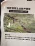 京东跑山猪黑猪去皮五花肉块 4斤（2斤*2小包） 烤肉炒菜红烧肉冷冻生鲜食材 实拍图