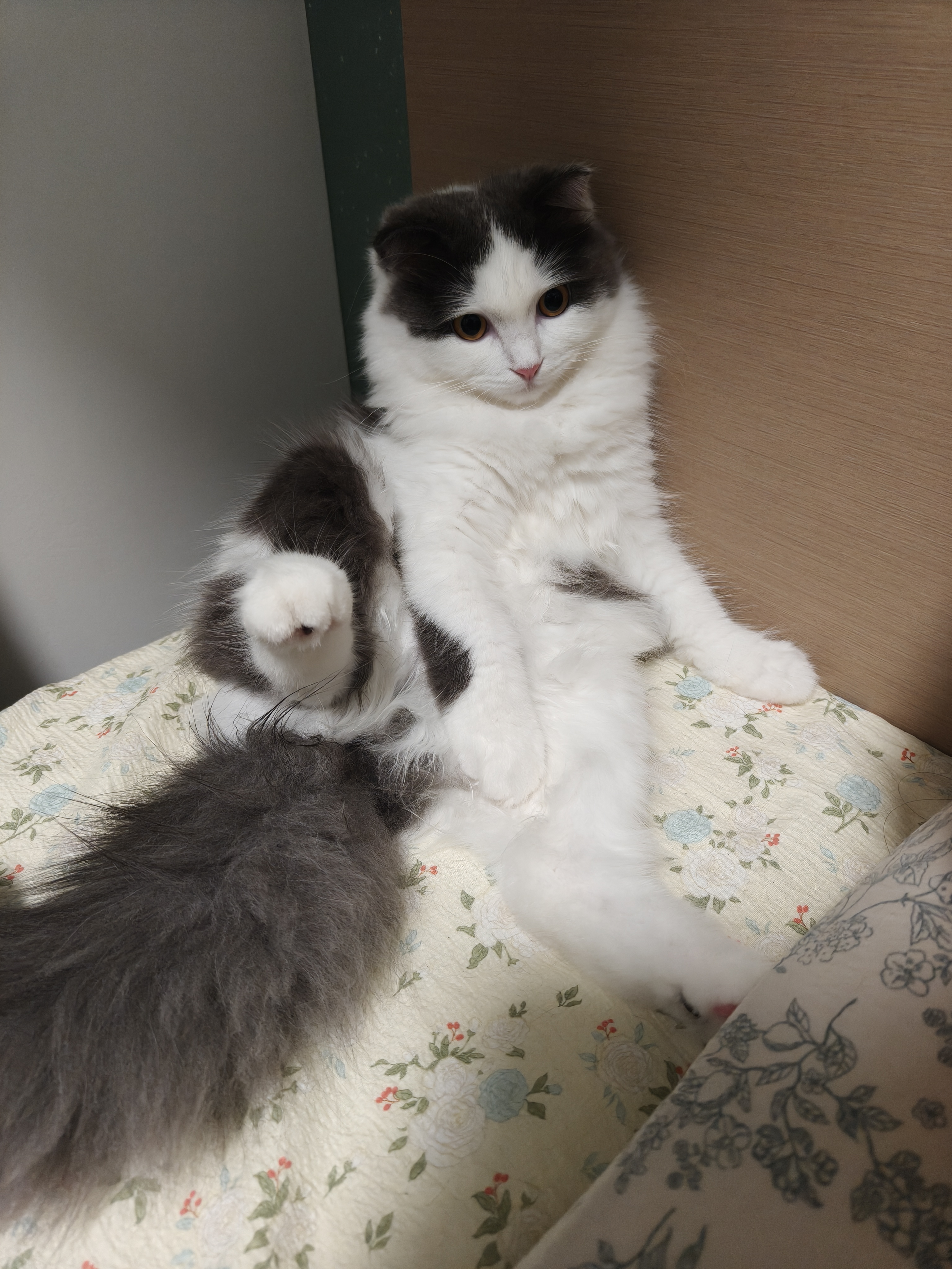 多特思猫主食餐包50g*30包成幼猫湿粮非零食罐头全价羊奶炖鸡猫咪汤包饭 实拍图