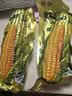 精品黄糯玉米 真空包装 新收粘玉米糯玉米加热即食粗粮代餐 【活动】彩袋黄糯玉米2棒*180g 实拍图