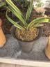 劉閣蘭花兰花苗世界上超香四季兰帝王妃 金边矮种夏带浓香花苞花卉盆栽 3大壮苗+硬塑黑盆+2包土 实拍图