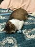 pidan混合豆腐猫砂 豆腐膨润土皮蛋猫砂除臭猫砂结团快 经典款2.4kg*4 实拍图