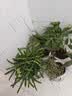 绿有意绿植盆栽多肉花卉盆栽植物室内桌面水培绿植办公室客厅植物懒人 文竹+罗汉松+鸭脚木+满天星 实拍图