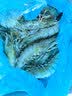 GUO LIAN国联特大号黑虎虾斑节虾无冰盐冻净重2斤20-30只海鲜家宴国庆礼品 实拍图