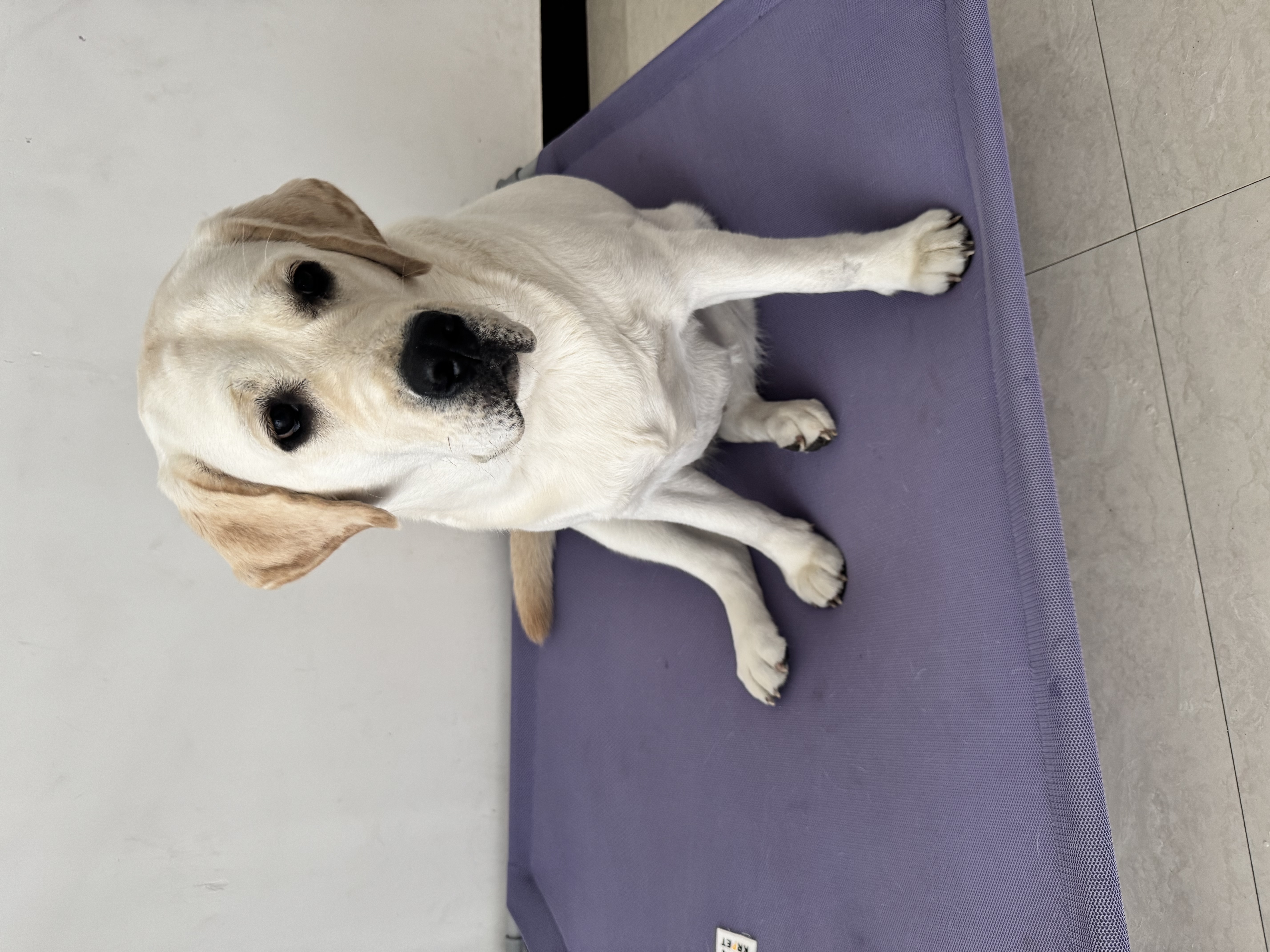 LEGENDSANDY蓝氏狗粮金毛柯基拉布拉多全犬种成犬幼犬多肉蔬菜15kg【囤货装】 实拍图