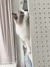 妖娆猫猫咪桌面摆件办公室装饰公仔女孩生日礼物女士送女生文创纪念礼品 故宫御猫一套四只+精美礼盒 实拍图