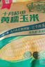 十月稻田 黄糯玉米 8根 3.52斤 真空包装 东北甜粘玉米棒 低脂早餐 实拍图