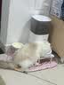 霍曼（Homerun）Real智能自动喂食器猫粮定时猫猫咪自动投食机PF20（不锈钢碗） 实拍图