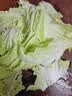 【火锅季】翡翠褶大白菜1.2kg 实拍图