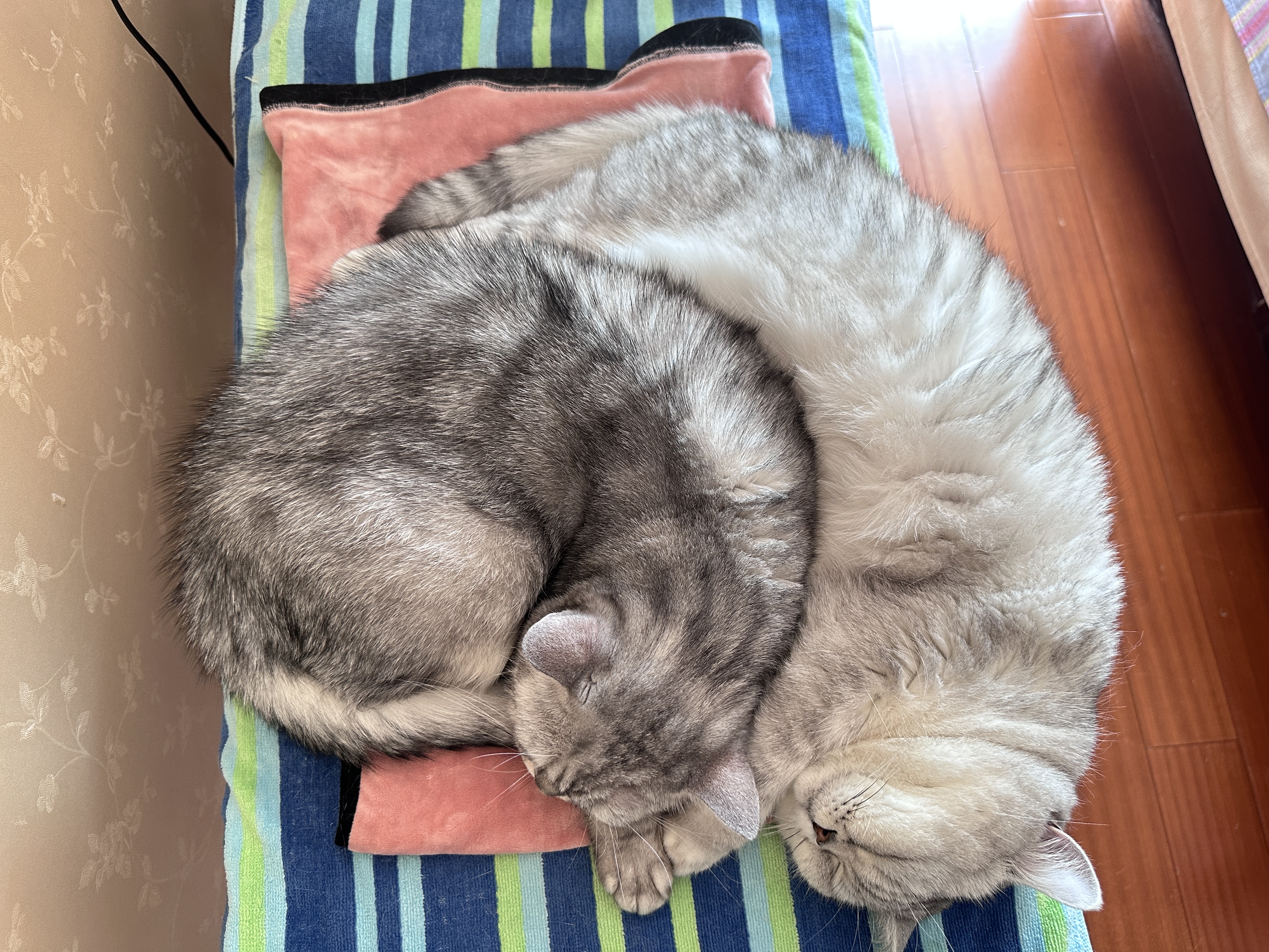 麦富迪猫粮 barf霸弗天然猫粮全价老年猫粮≥7岁 1.8kg 实拍图
