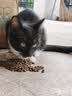 朗亲猫粮成猫专用全价主粮英短蓝猫全猫种通用型猫干粮5kg 实拍图