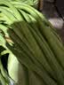 山东莘县大棚豇豆新鲜长豆角凉拌菜脆嫩鲜甜 农家精选带箱2斤（净重1.7斤） 实拍图