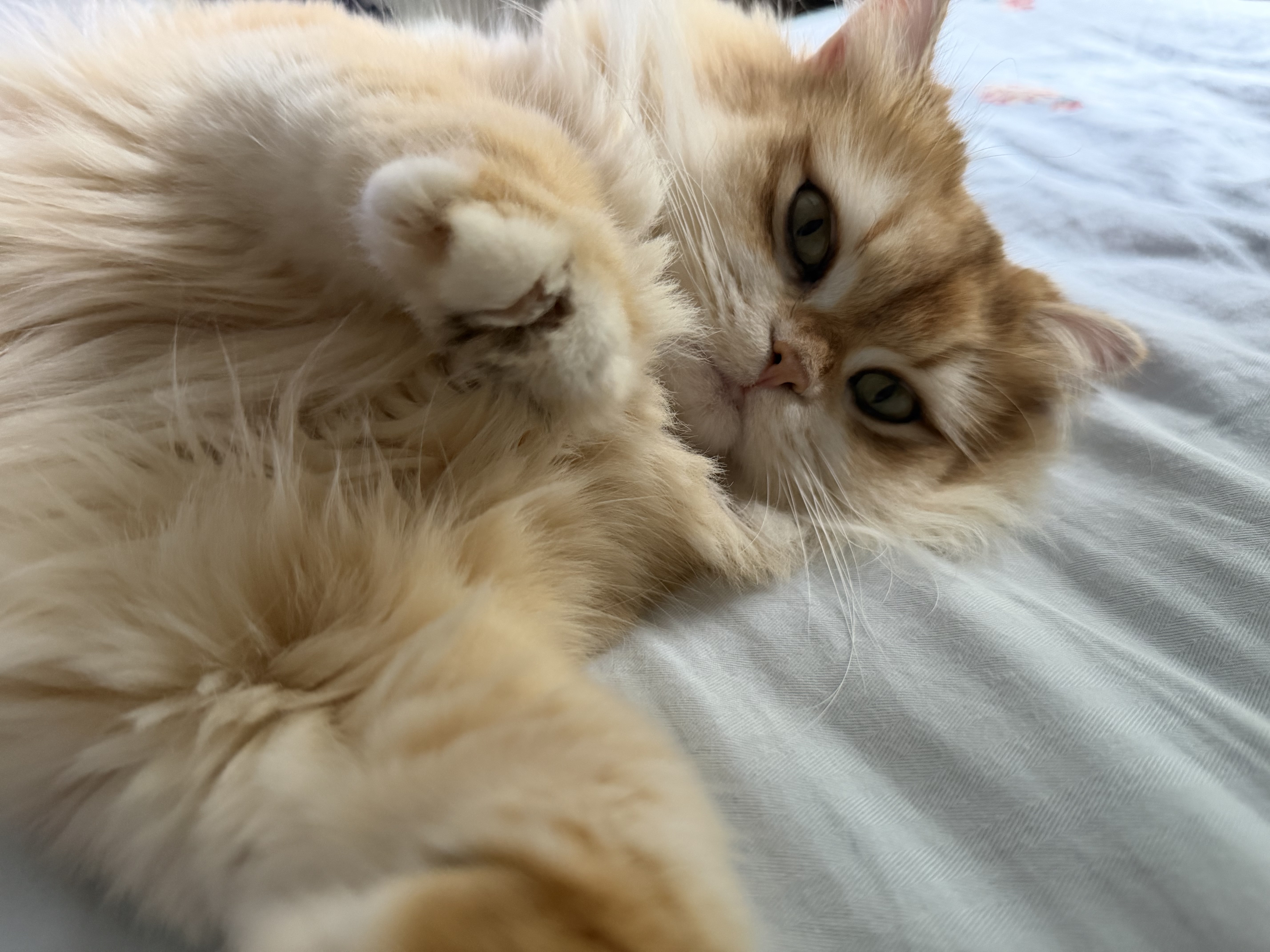 pidan混合豆腐猫砂 豆腐膨润土皮蛋猫砂除臭猫砂结团快 经典款2.4kg*4 实拍图