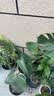 京东绿植龟背竹盆栽绿植物土培小型室内小盆栽室内办公室好养原土源头直发 实拍图