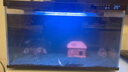 米家智能鱼缸小米智能鱼缸小型客厅水族箱自动喂食智能联动生态过滤 【造景套装】鱼缸+画法几何枯木风造景 实拍图