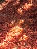 小海故事南极磷虾米 净重250g 去头 淡干不咸 磷虾仁干货源头直发端午 实拍图