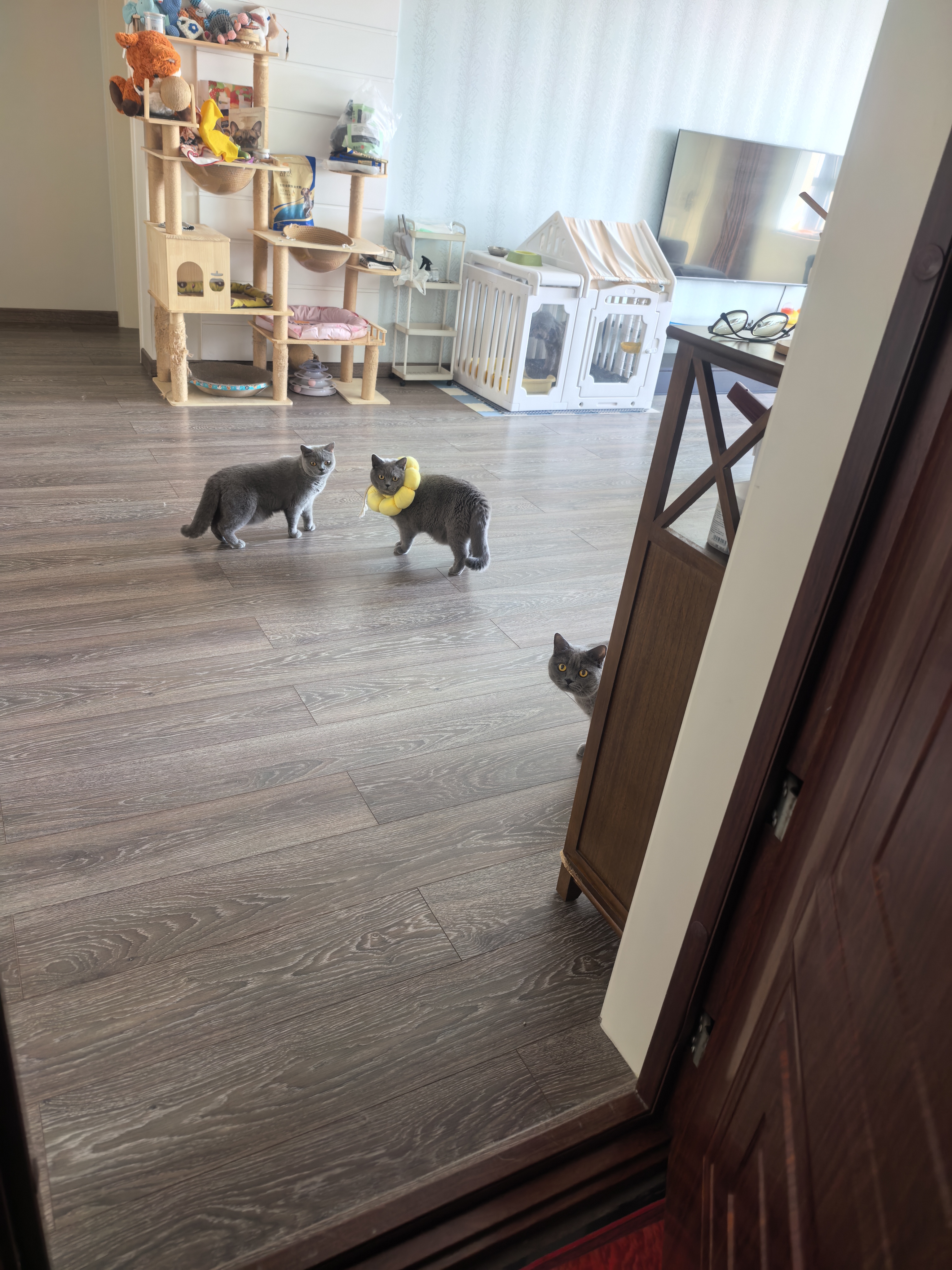 麦富迪猫粮 barf霸弗天然猫粮冻干生骨肉高蛋白成猫粮养胃增肌牛肉5.4kg 实拍图