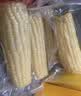 农科玉东北有机黄糯玉米3.68斤230g*8根杂粮东北黏苞米棒粗粮早代餐零食 实拍图