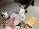 京东京造小冒险家系列 宠物湿巾70片*6包玻尿酸SPA润毛除臭湿纸巾 实拍图