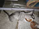美人喵小安心猫粮幼猫1到3月奶糕专用离乳期4到12月全价小猫奶猫幼猫粮 【1-6月】羊奶幼猫粮4斤 实拍图