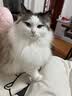 皇家猫粮 成猫猫粮 营养均衡 F32 通用粮 1-7岁 4.5KG 实拍图