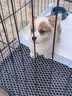 憨憨宠 狗笼猫笼 狗笼子小型犬带厕所幼犬折叠便携猫笼子宠物笼具兔笼 黑色加粗狗丝笼 70*50*60cm【建议25斤内】 实拍图