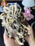 十月稻田 鹿茸菇 150g 高蛋白 脆嫩提鲜 山珍菌菇干货 炒菜煲汤火锅食材 实拍图