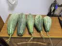 京鲜生 山东秋茬羊角蜜甜瓜 净重4.5斤起 单果300g+ 新鲜水果源头直发 实拍图