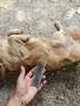 USPET宠物猫咪狗狗排梳猫梳子宠物去浮毛开结钢梳布偶长毛猫专用猫毛梳 实拍图