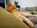 普安特宠物猫咪洗耳液耳螨狗狗滴耳液猫耳朵清洁耳垢臭痒漂护理液尔加分 实拍图