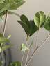 桂花树苗盆栽室内四季桂花卉植物金桂丹桂庭院大树浓香型绿植开花 精品四季桂花60-70cm【原土球发货】 实拍图