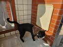 疯狂的主人猫抓板立式贴墙剑麻猫抓垫猫窝防猫抓地毯耐磨不掉屑耐抓猫抓板 实拍图