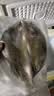 恒兴食品三去开背海鲈鱼1.05kg 3条装 鲜活去鳞去鳃去内脏聚餐送礼 实拍图
