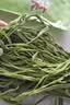 华田禾邦贡菜干货250g 云南特产 新鲜苔干响菜 凉拌菜 火锅食材 实拍图