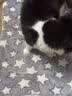 HELLOJOY狗垫子狗窝冬季保暖猫垫子宠物冬加厚猫窝睡觉用毛毯猫咪狗狗睡垫 实拍图