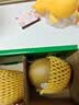 佳沛（zespri）新西兰金奇异果8粒特大果124-146g猕猴桃水果礼盒 实拍图