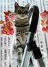 鲜朗主食猫条磷虾三文鱼油营养全价成猫幼猫湿粮无添加非零食补水湿粮 鸡肉味【12g/支】 4支【试吃装】 实拍图
