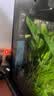 森森（SUNSUN）鱼缸加热棒自动恒温防爆省电加温棒小型迷你加热器YRC-100 实拍图