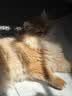 网易严选全价猫粮4.0 成幼猫三文鱼亮毛护肠胃深海鱼虾味10kg【宠物金选】 实拍图