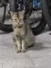 网易严选全价冻干双拼猫粮3.0 猫干粮成猫幼猫通用高鲜肉粮 自营金选1.8kg 实拍图